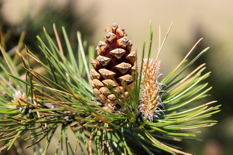 Pinus sylvestris шишки