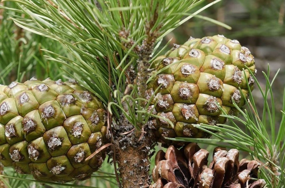 Pinus Sylvestris шишки
