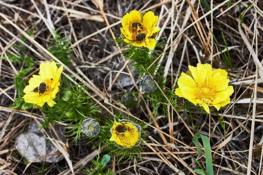 Адонис аналог Христа