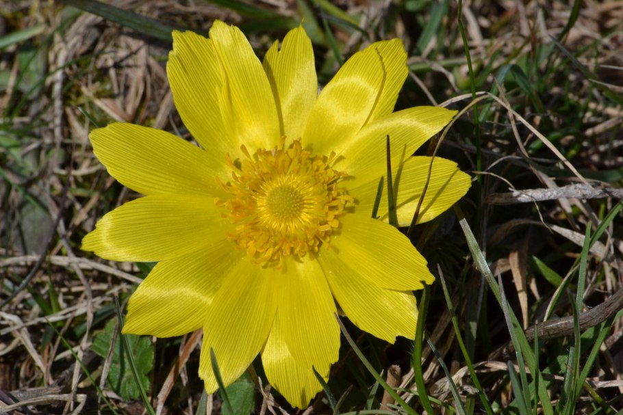 Адонис весенний горицвет
