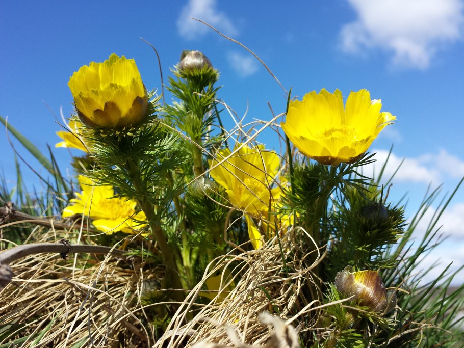 Горицвет весенний (Adonis vernalis)