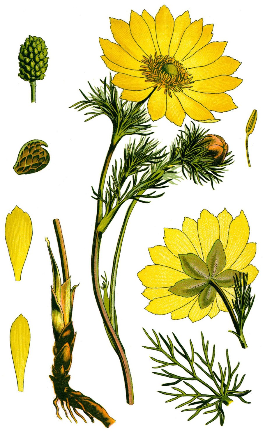 Горицвет весенний (Adonis vernalis)