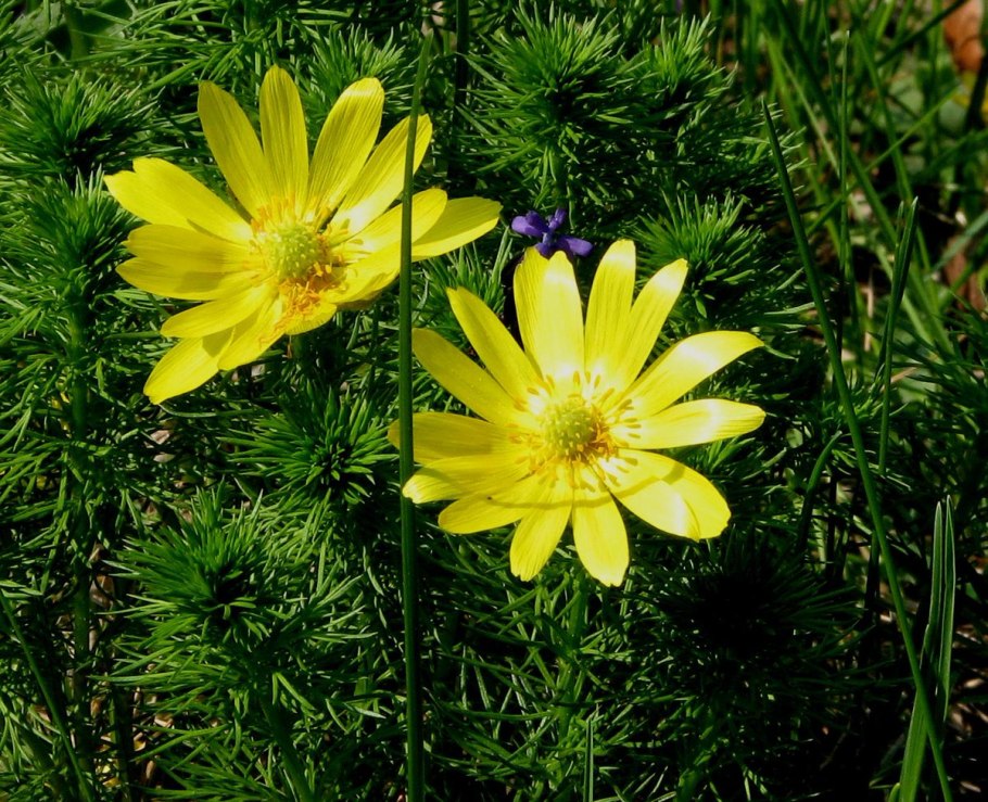 Горицвет Туркестанский