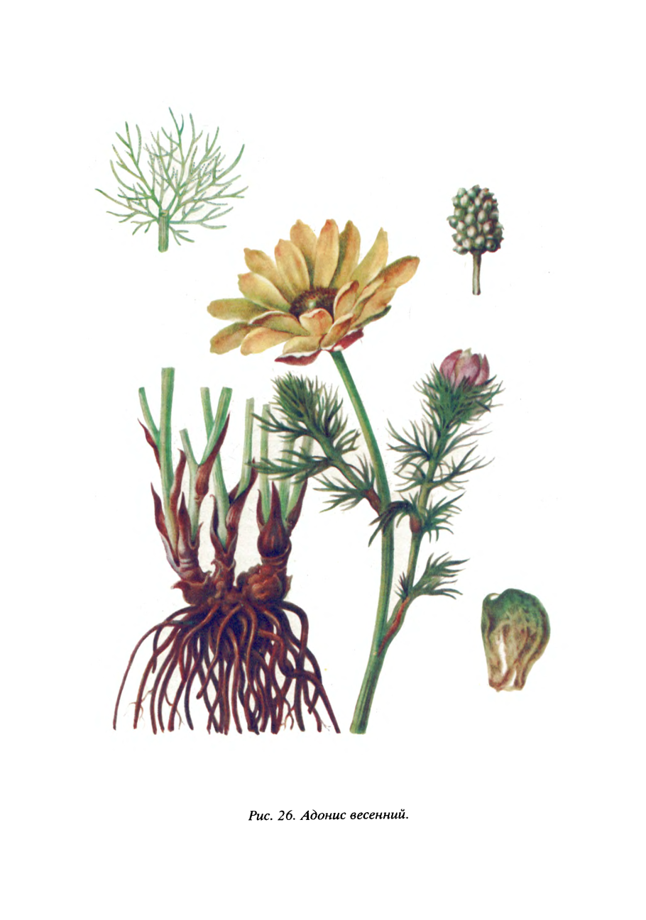 Горицвет весенний корень