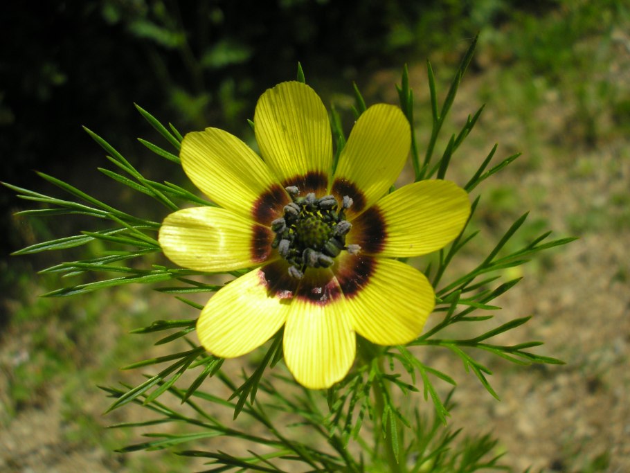 Адонис vernalis