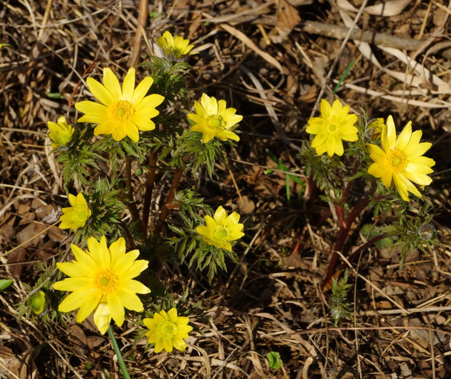 Адонис весенний (Стародубка, горицвет)