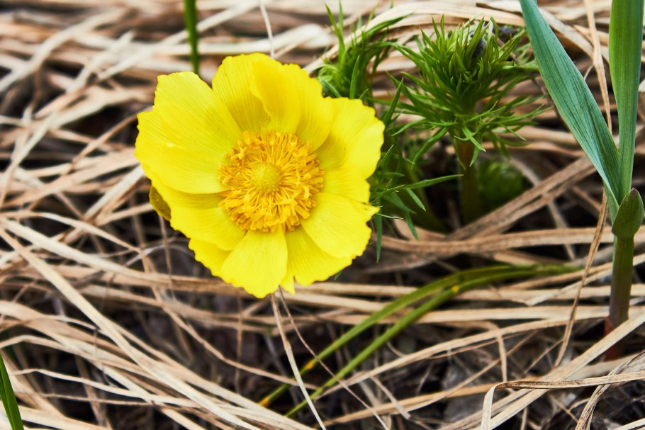 Адонис Щербаков