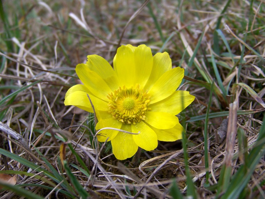 Горицвет весенний (Adonis vernalis)