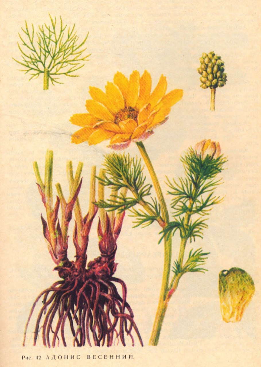 Адонис весенний