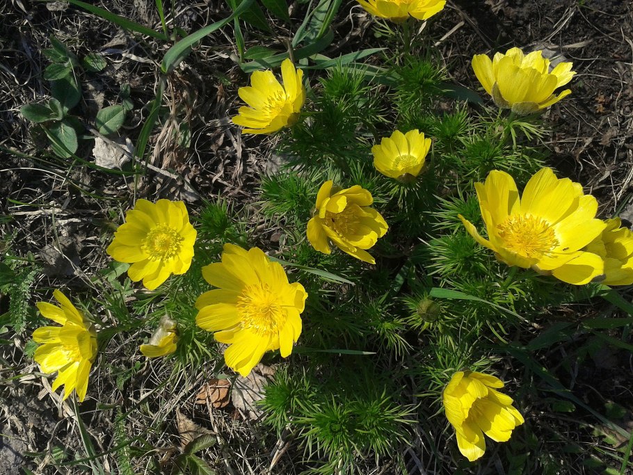 Адонис весенний (Adonis vernalis)