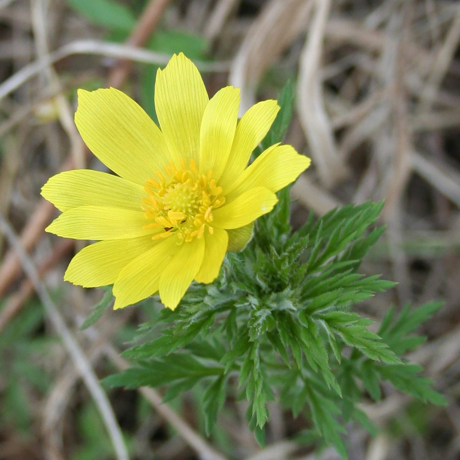 Адонис весенний симметрия