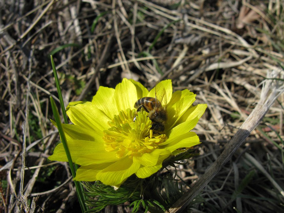 Адонис весенний (Adonis vernalis)