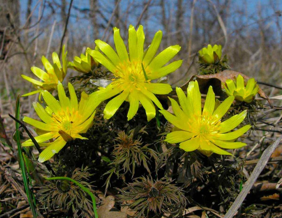 Листья адонис Стародубка)