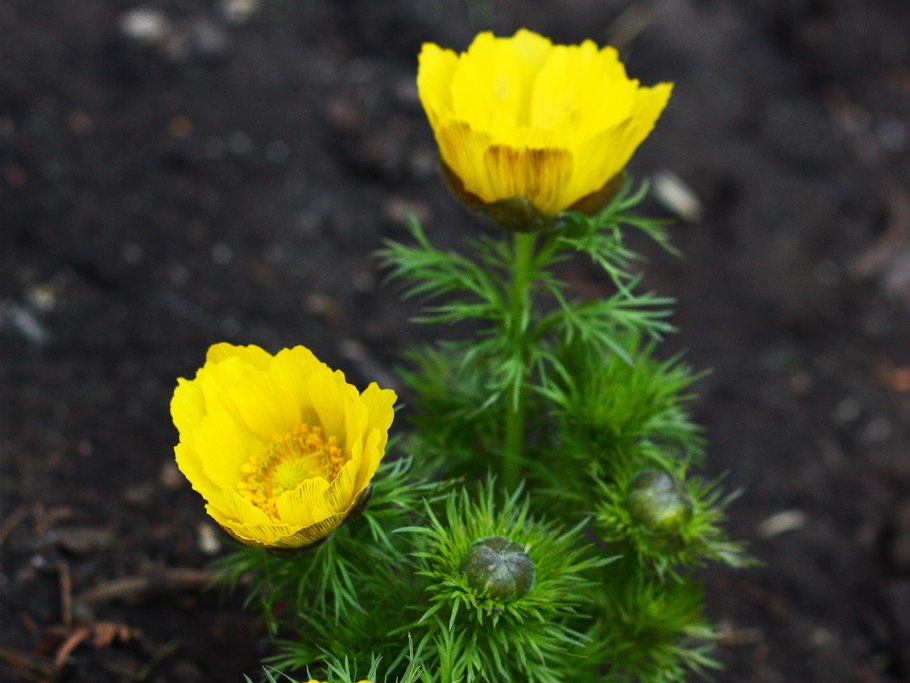 Адонис весенний