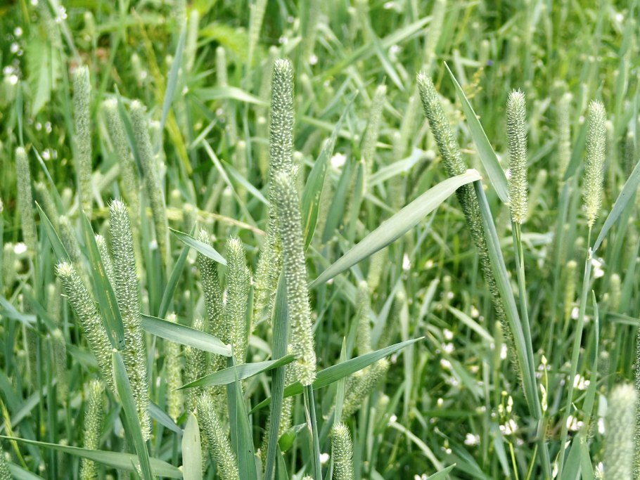 Тимофеевка Луговая (Phleum pratense)