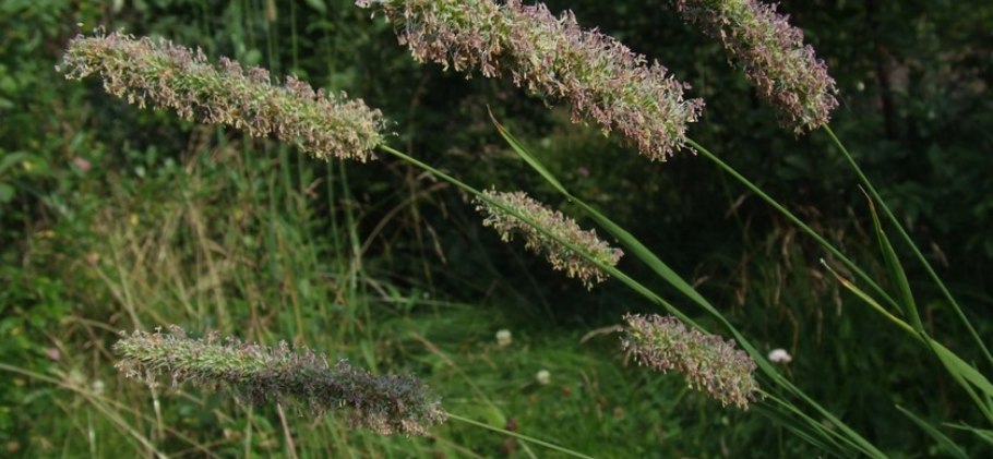 Лисохвост тростниковидный