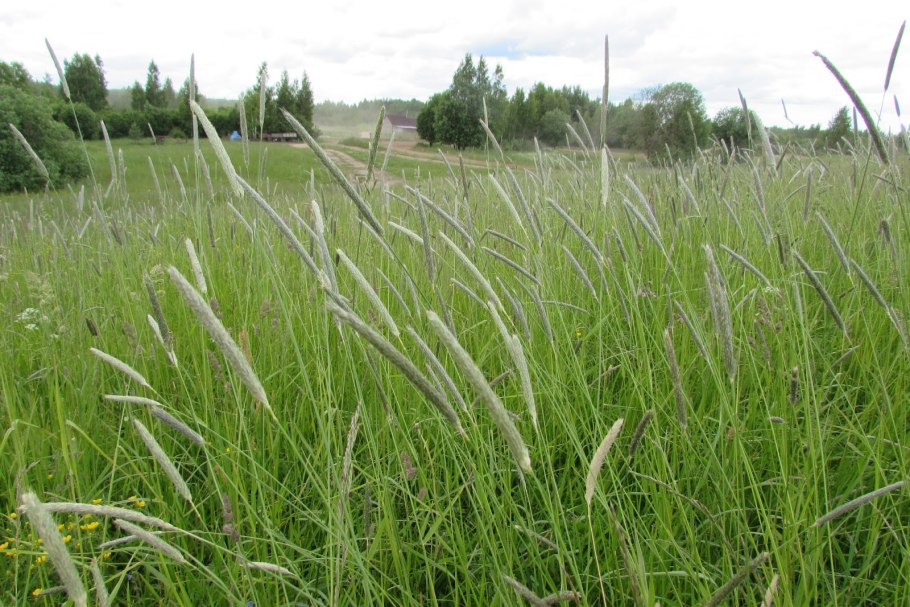 Тимофеевка Луговая (Phleum pratense)
