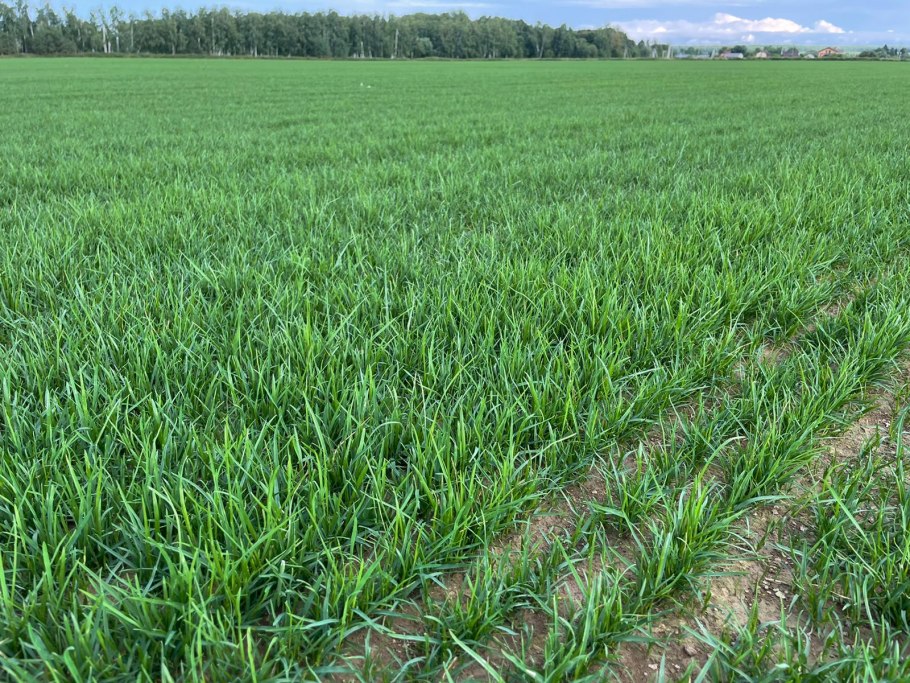 Однолетние травы на сенаж