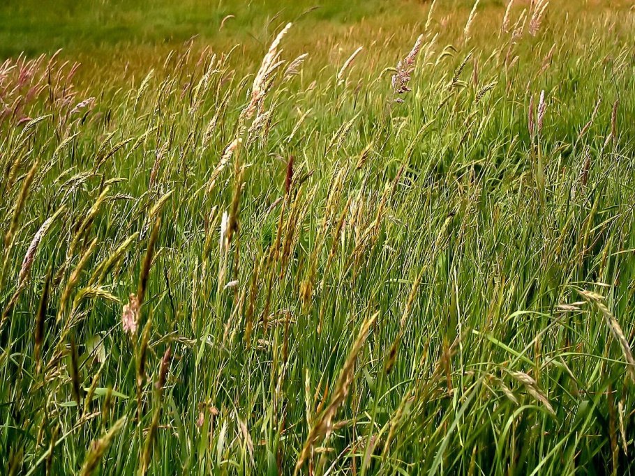 Сено Тимофеевка