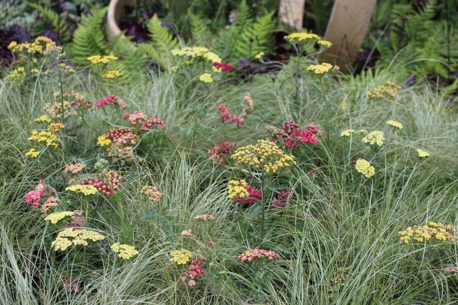 Тысячелистник Экселент