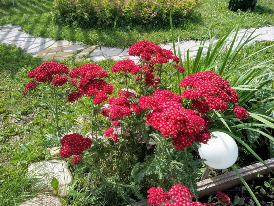 Цветок золотарник Жозефина