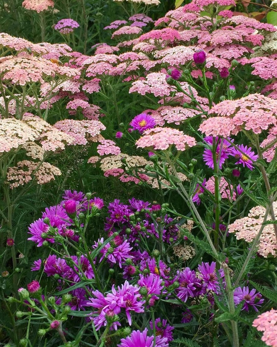 Тысячелистник Мэдисон