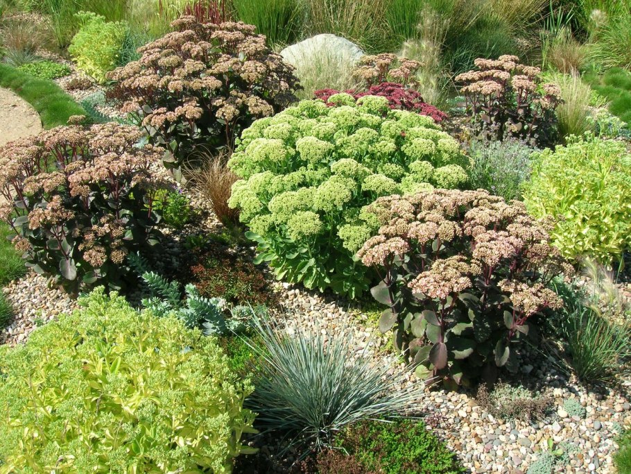 Тысячелистник Ахиллея