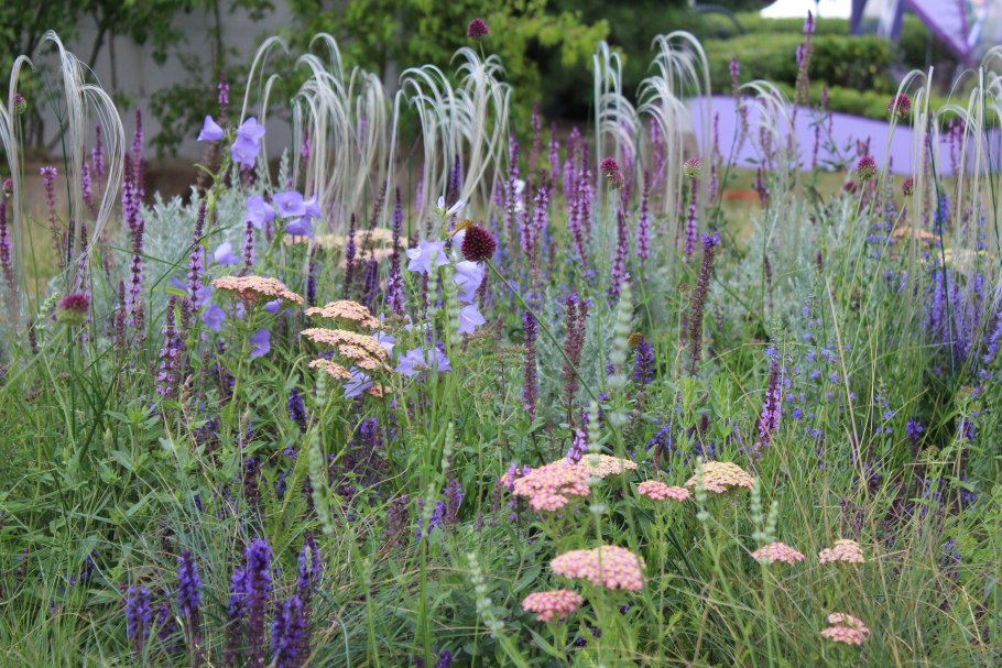 Тысячелистник Жемчужина в миксбордере