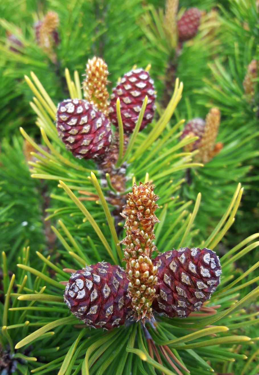 Молодые шишки кедра Сибирского