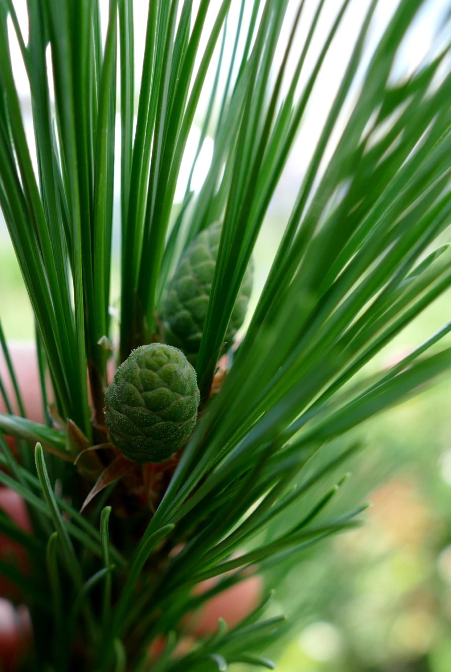 Шишки кедр ХМАО