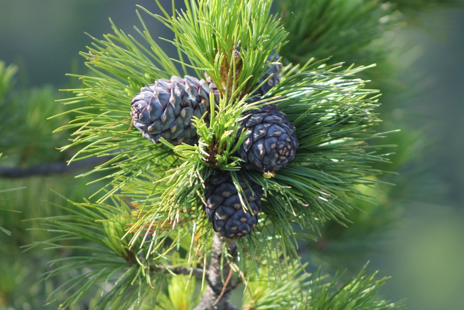 Кедр Сибирский Pinus sibirica