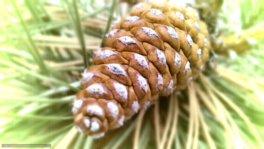 Сосна Кедровая Сибирская шишка