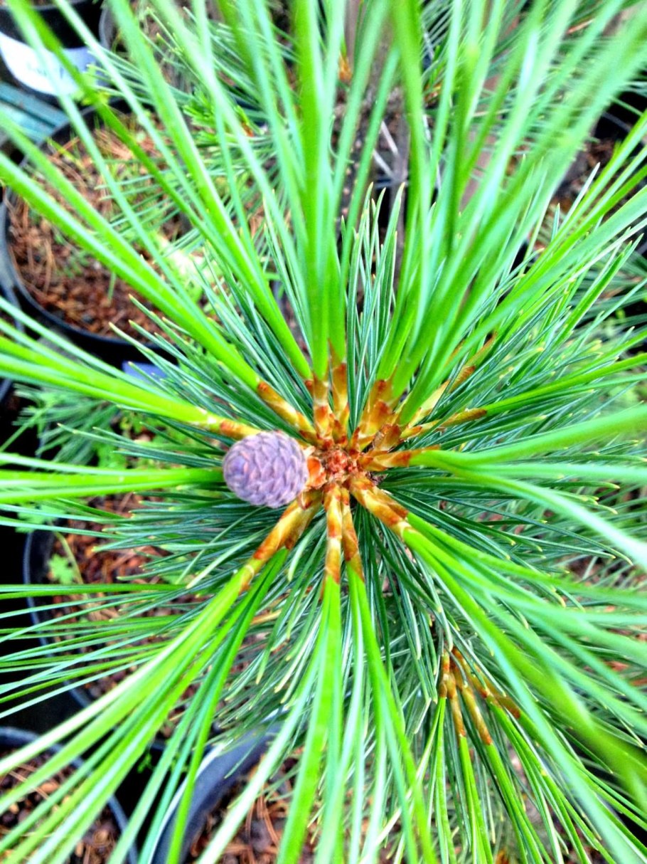 Хвоинки дерева сосна Кедровая