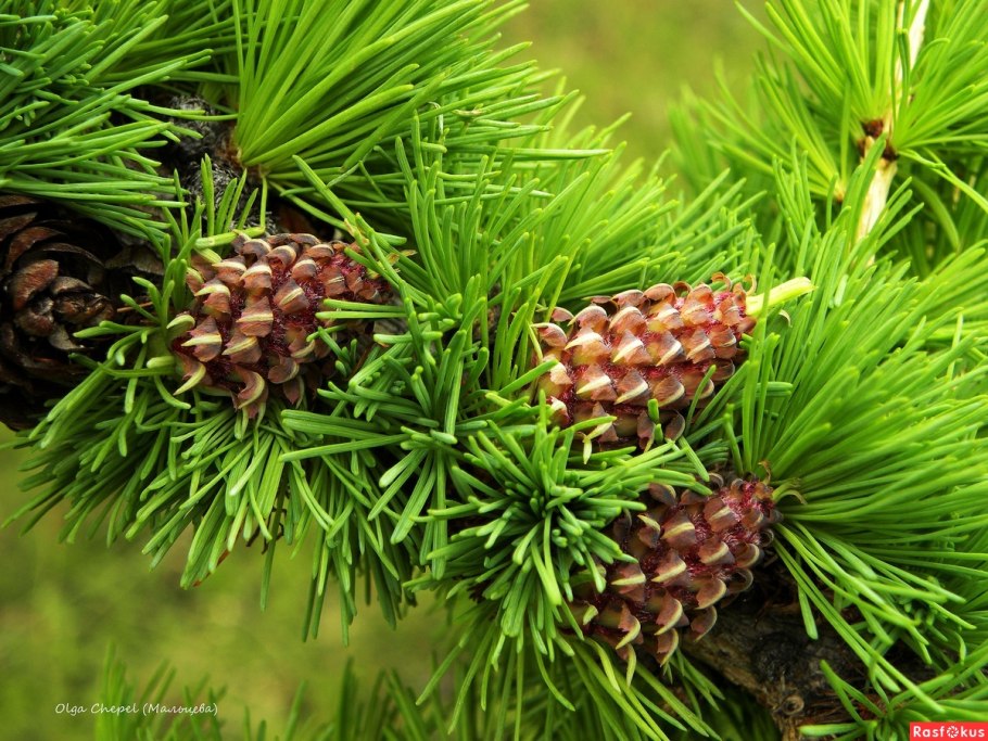 Крымские кедровые орехи