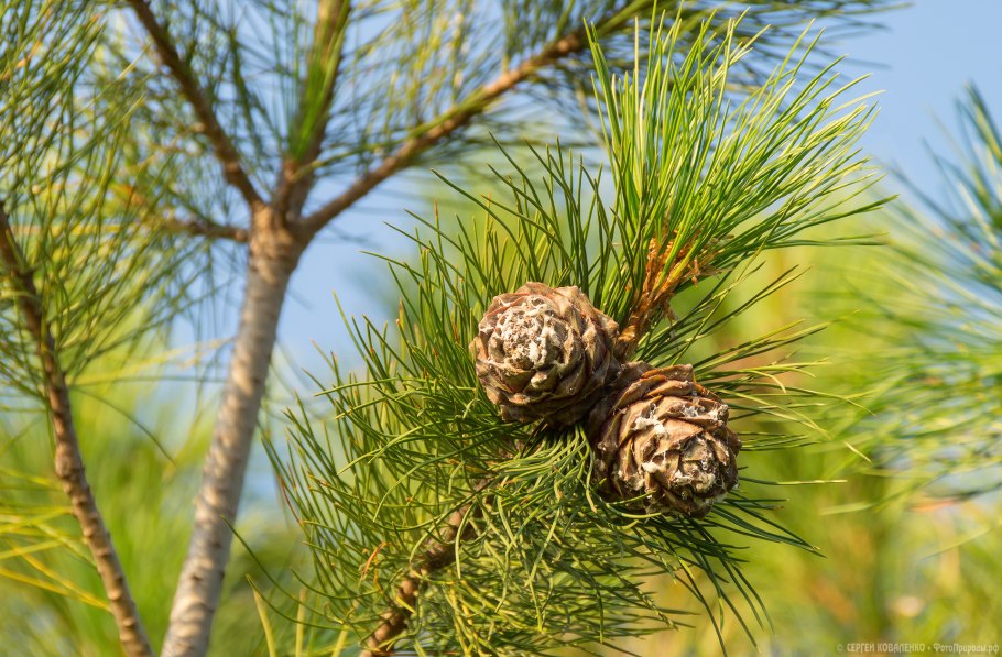 Лиственница Сибирская шишка