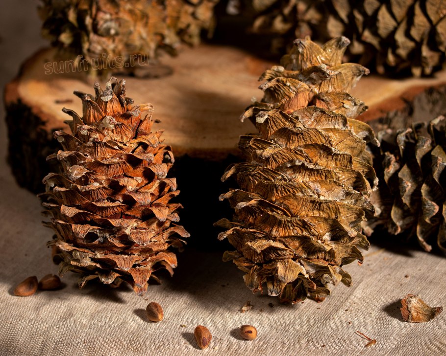 Сосна Кедровая Сибирская/Pinus sibirica