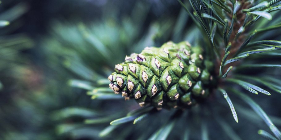 Кедр Сибирский завези шишек