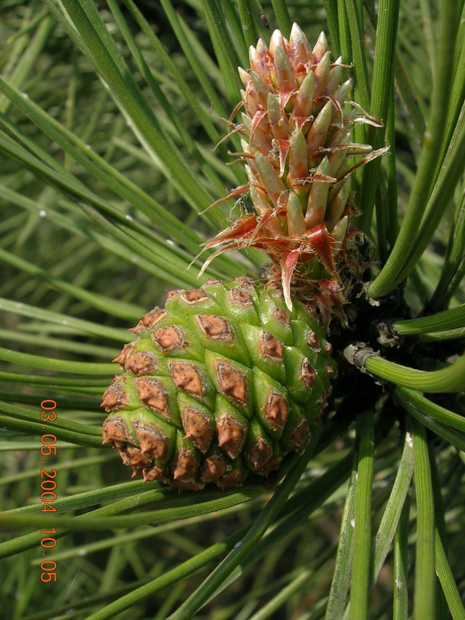 Кедр пихта гималайская сосна