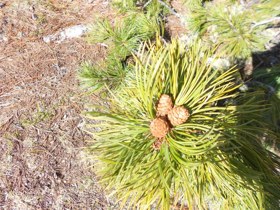 Кедровая сосна Сибирская на Байкале