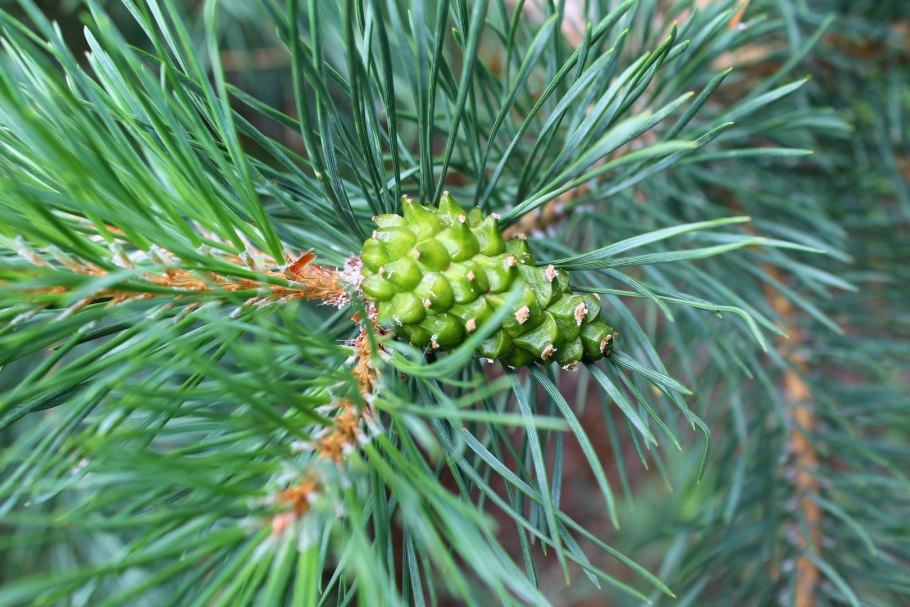 Pinus Sylvestris шишка