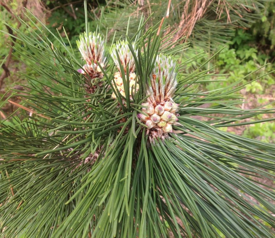 Сосна Кедровая (Pinus Cembra p9)