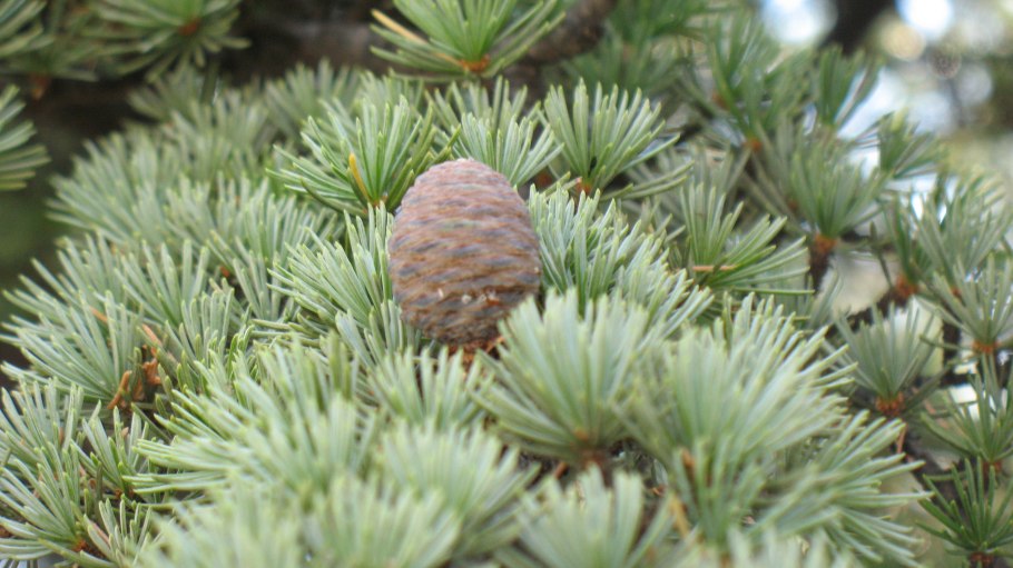Сосна шишки и хвоинки