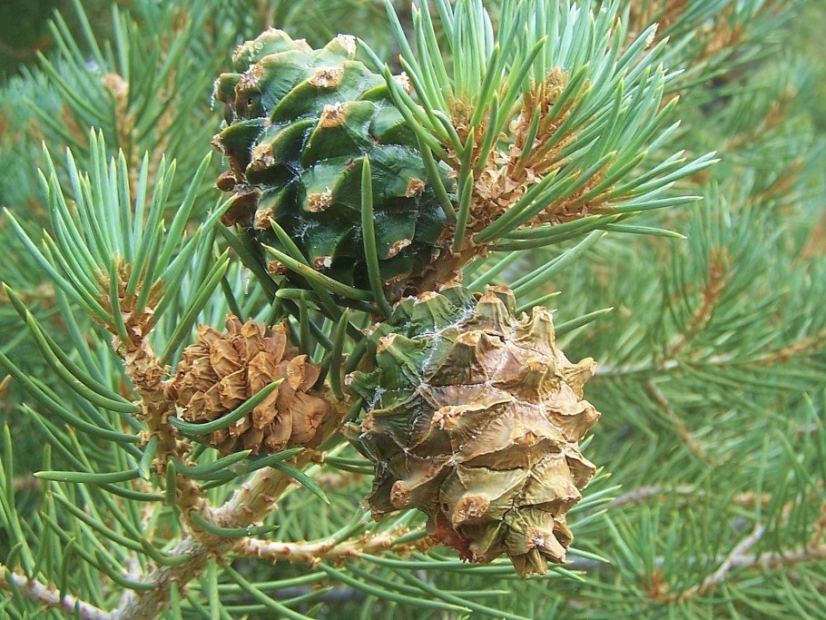 Кедровые шишки маленькие