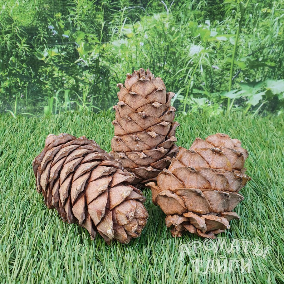 Сосна Кедровая Сибирская Сибирский кедр
