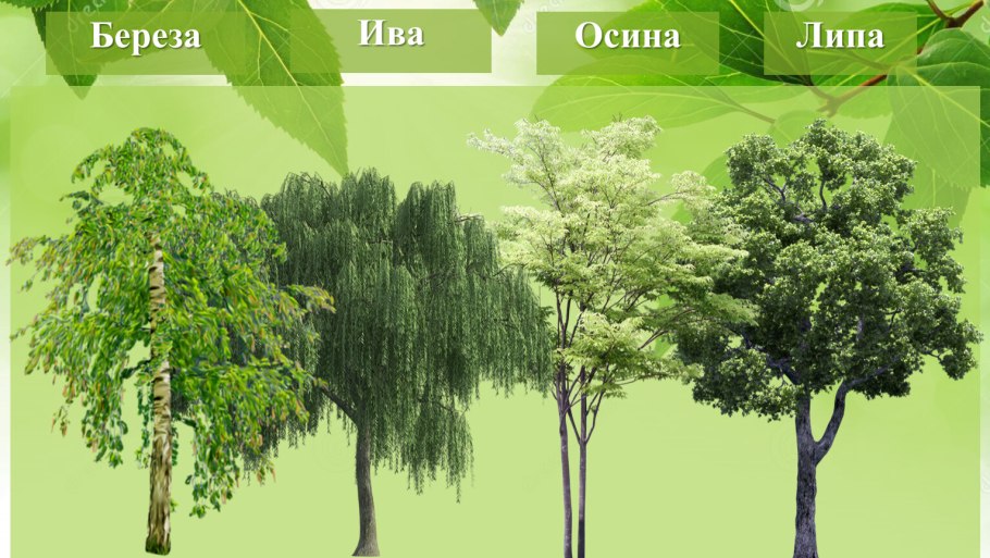 Берёзы, осины, Ива и Тополь