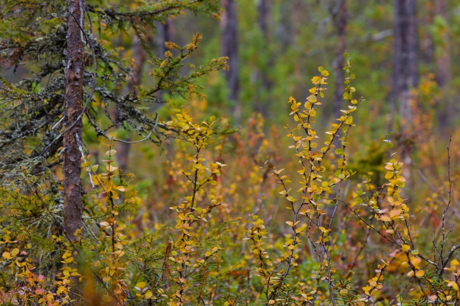 Береза карликовая Betula Nana Golden Treasure