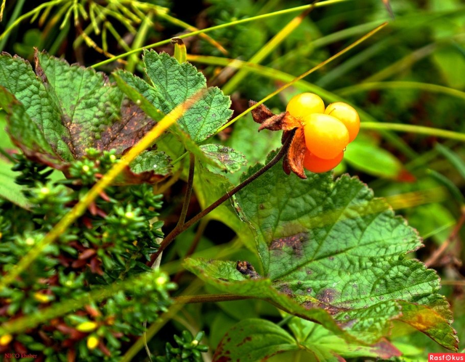 Оранжевая ягода Морошка