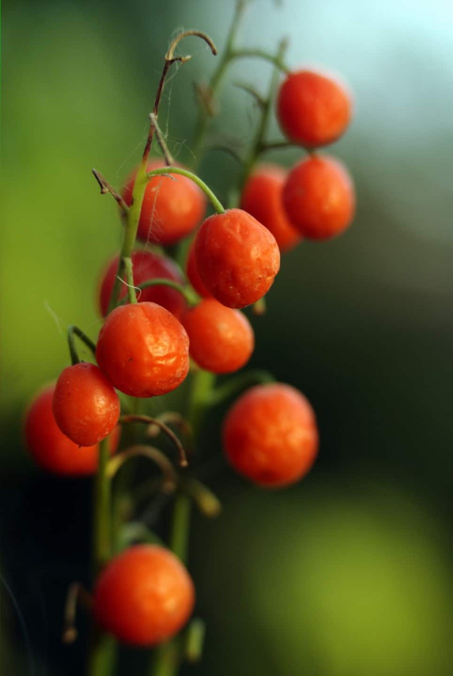 Ягоды красные костяника