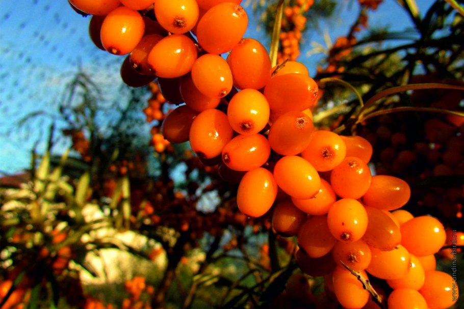 Плоды и ягоды осенью