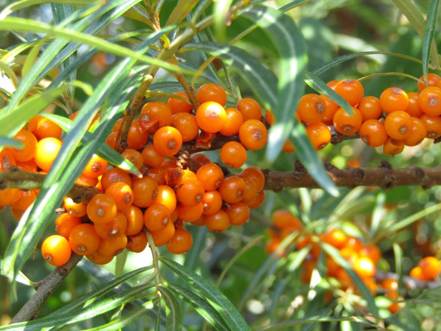 Ягода Морошка цветет